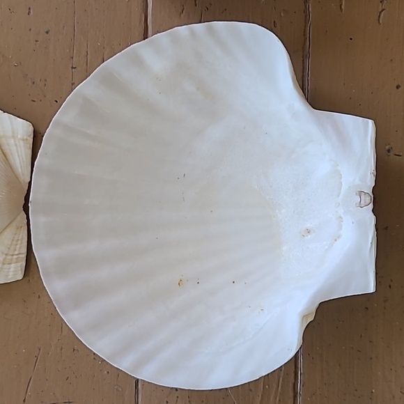 Large Scalloped Clam Shells Made in Japan - Picture 3 of 16
